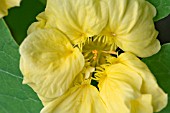 TROPAEOLUM MAJUS DOUBLE DELIGHT CREAM