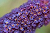 BUDDLEIA DAVIDII BLACK KNIGHT