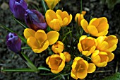 CROCUS VERNUS