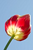 BACKLIT TULIP