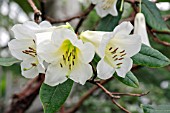 RHODODENDRUM DALHOUSIAE