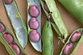 VICIA FABA, BROAD BEAN KARMAZYN