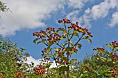 RED BERRIES OF VIBURNUM LANTANA