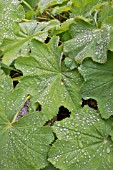 ALCHEMILLA MOLLIS