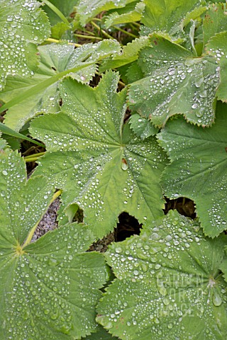 ALCHEMILLA_MOLLIS