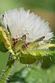 SEEDHEAD OF SONCHUS OLERACEUS