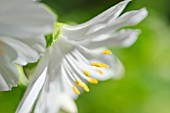 LEWISIA MOUNTAIN DREAMS