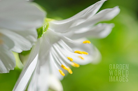 LEWISIA_MOUNTAIN_DREAMS