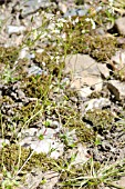 COMMON WHITLOW GRASS, EROPHILA VERNA