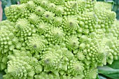 ROMANESQUE CAULIFLOWER