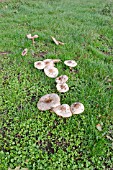 PARASOL MUSHROOM, LEPIOTA PROCERA