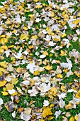 FALLEN LEAVES OF A WHITE POPLAR TREE, POPULUS ALBA