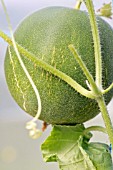 CUCUMIS MELO OUTDOOR WONDER F1 HYBRID, MELON