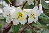 RHODODENDRON DALHOUSIAE