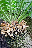 ENCEPHALARTOS ALTENSTEINII, EASTERN CAPE GIANT CYCAD