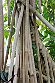 PROP ROOTS OF PANDANUS VANDERMEESCHII