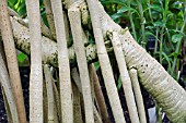 PROP ROOTS OF PANDANUS VANDERMEESCHII