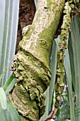 STROPHANTHUS COURMONTII ENCIRCLING A TREE TRUNK