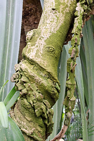 STROPHANTHUS_COURMONTII_ENCIRCLING_A_TREE_TRUNK