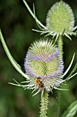 BUMBLE BEE ON DIPSACUS FULLONUM, TEASEL