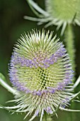 DIPSACUS FULLONUM, TEASEL