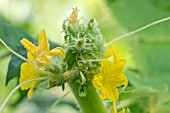 FASCIATION ON CUCUMBER CRYSTAL APPLE PLANT