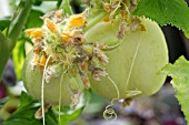 FASCIATION ON CUCUMBER CRYSTAL APPLE PLANT