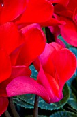 CYCLAMEN