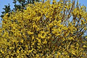 FORSYTHIA SPECTABILIS