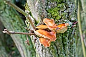 BRACKET FUNGUS ON THE TRUNK OF AN ELDER TREE