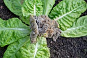 BOTRYTIS CINEREA, GREY MOULD ON LETTUCE