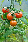 ALICANTE TOMATOES RIPENING