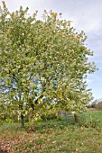 ACER SACCHARINUM