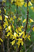 FORSYTHIA SPECTABILIS BEATRIX FARRAND