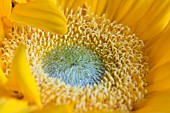 HELIANTHUS ANNUUS