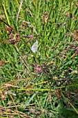 COMMON BLUE BUTTERFLY, POLYMMATUS ICARUS, ON SEDGE