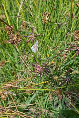 COMMON_BLUE_BUTTERFLY_POLYMMATUS_ICARUS_ON_SEDGE