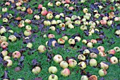 WINDFALL BRAMLEY COOKING APPLES