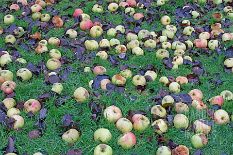 WINDFALL_BRAMLEY_COOKING_APPLES