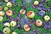 WINDFALL BRAMLEY COOKING APPLES