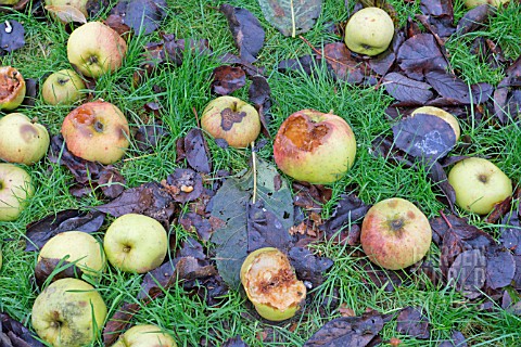WINDFALL_BRAMLEY_COOKING_APPLES