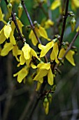 FORSYTHIA SPECTABILIS BEATRIX FARRAND