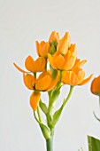 ORNITHOGALUM DUBIUM