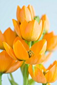 ORNITHOGALUM DUBIUM