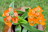 ORNITHOGALUM DUBIUM