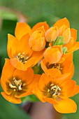 ORNITHOGALUM DUBIUM