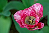 TULIPA HEMISPHERE