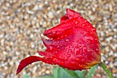 RAINDROPS ON A RED TULIP, TULIPA