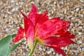 RAINDROPS ON A RED TULIP