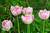 TULIPA ANGELIQUE